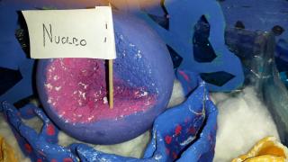 Noi riusciamo a respirare grazie a questi piccoli laboratori chimici che producono ossigeno._5